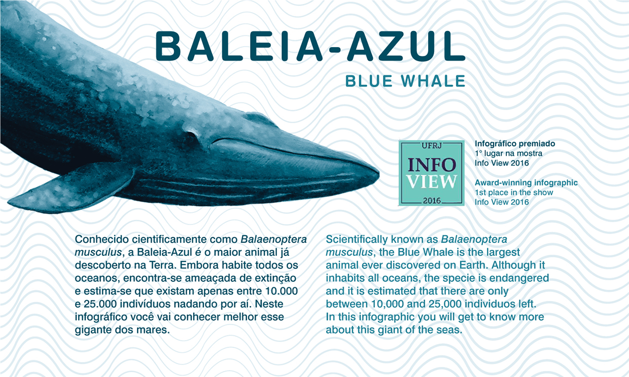 Cena de reportagem: baleia Images :: Photos, videos, logos, illustrations and branding :: Behance, no trecho “O que um bicho desse tamanho come”