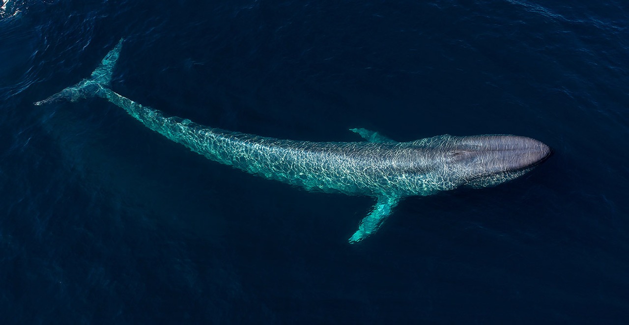 Cena de reportagem: largest ever study of its kind reveals whales evolved in three rapid phases Natu, no trecho “Ameaçada, mas em recuperação”