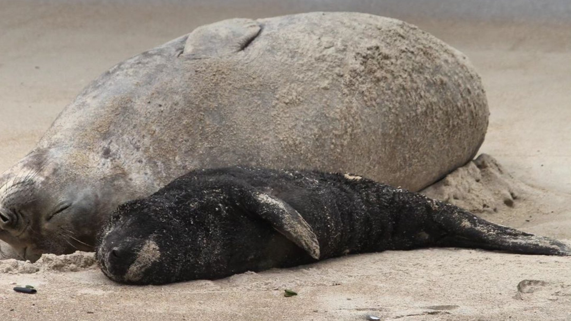 Cena de reportagem: primeiro filhote de elefante-marinho a nascer na costa brasileira é deixado sozi, no trecho “Quem está protegendo a mãe e o filhote”