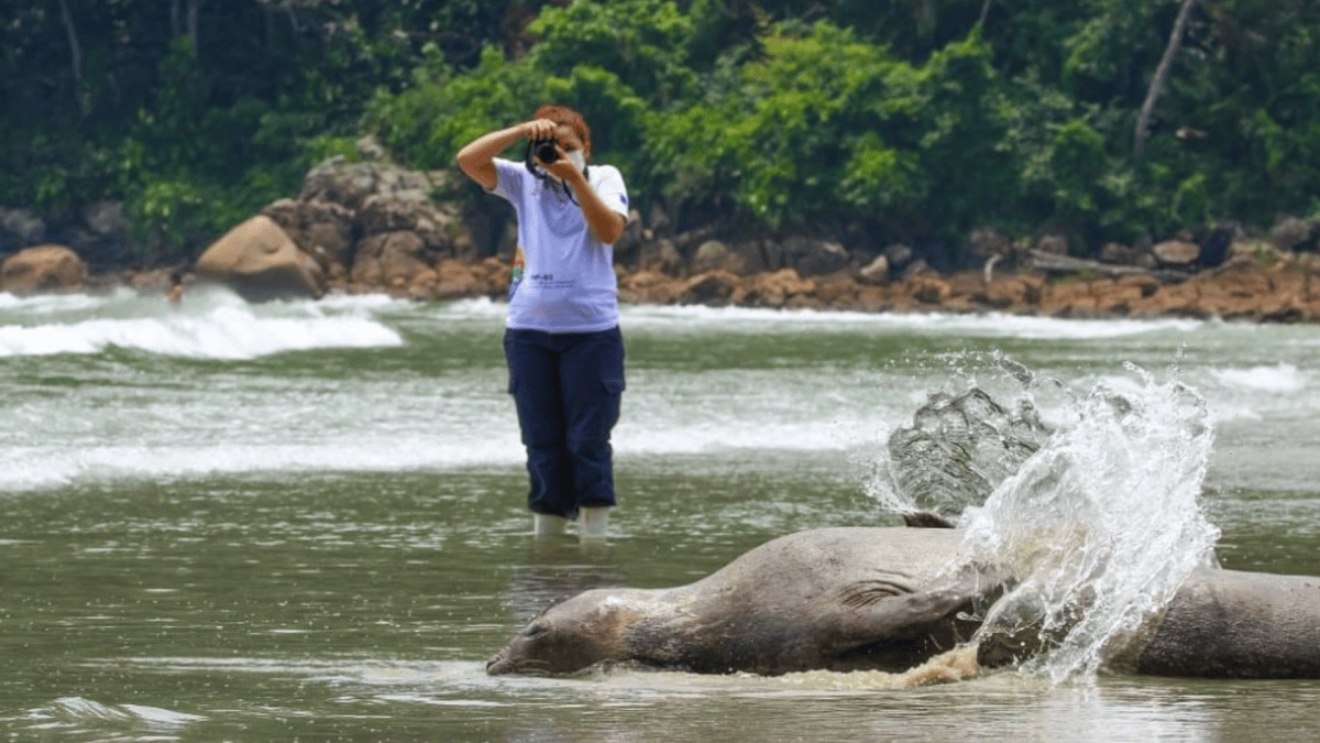 Cena de reportagem: elefante-marinho retorna ao mar após ficar sete dias encalhada em praia de SP CN, no trecho “O que fazer se você estiver na praia do Siriú”