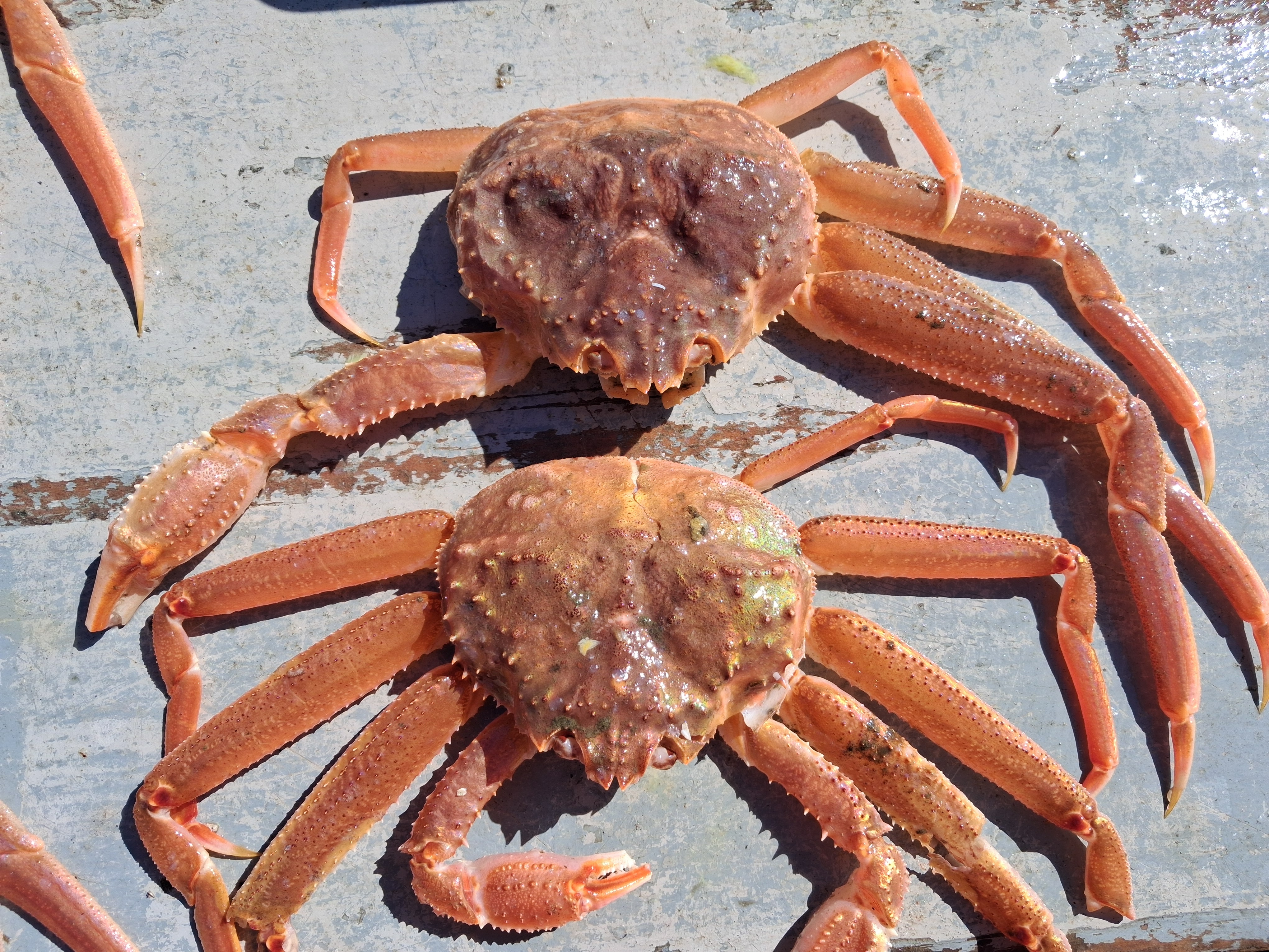 Cena de reportagem: top-down view of two hybrid snow-Tanner crab collected during the 2026 eastern Bering Sea bottom trawl survey. Credit: NOAA Fisheries / Leah Zacher, no trecho “Por que os híbridos se multiplicaram”