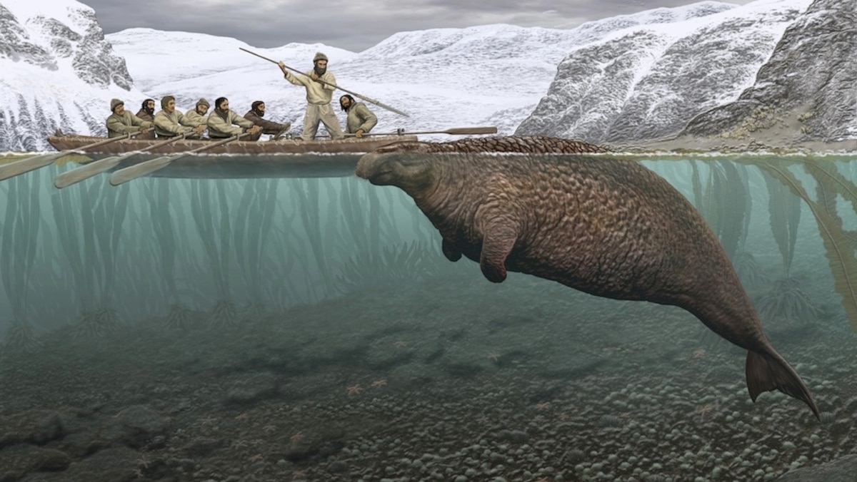 Cena de reportagem: sitting on a Cliff Vs. Falling Off a Cliff National Geographic, no trecho “Onde vivem e o que comem”