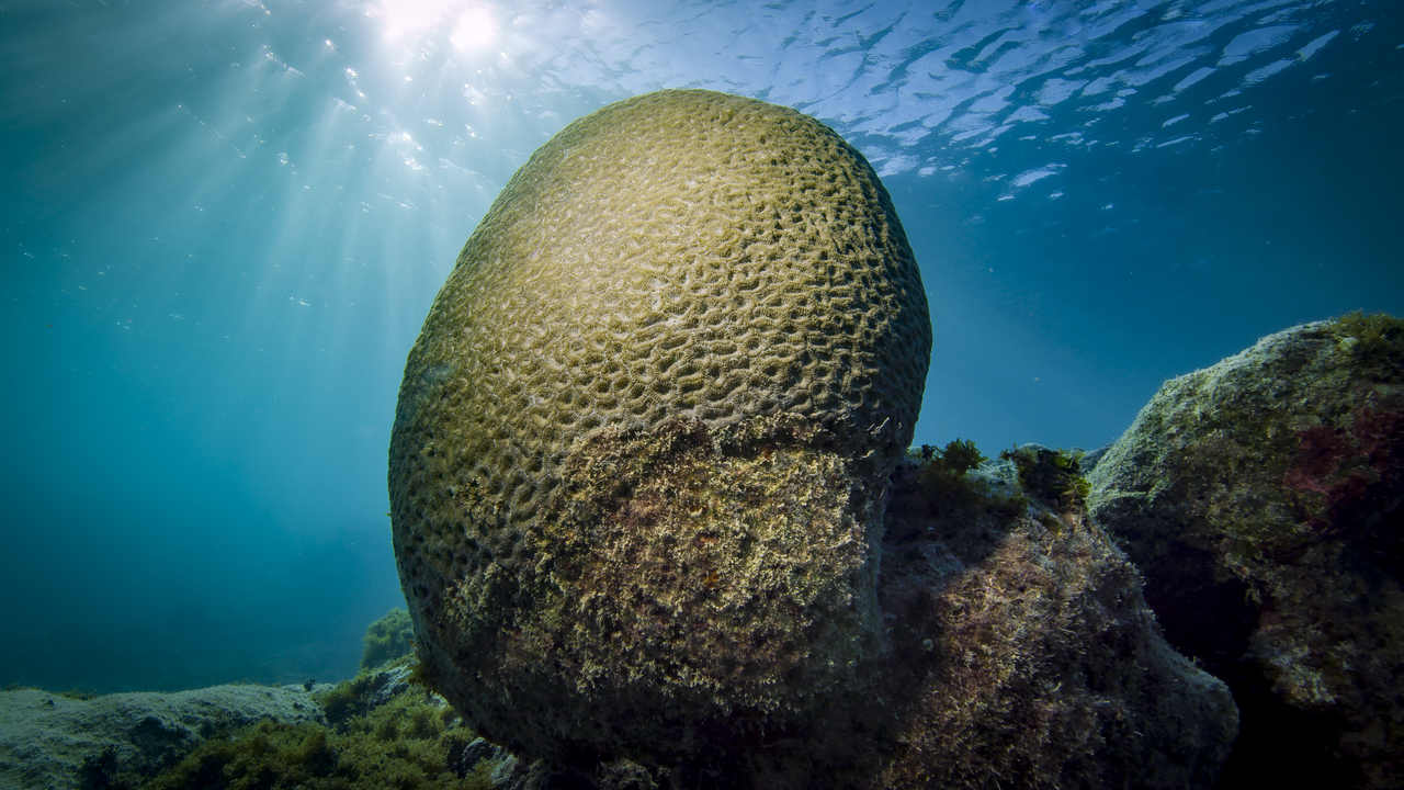 Cena de reportagem: coral_cerebro.jpg, no trecho “Como chegar a Caravelas e ao arquipélago”
