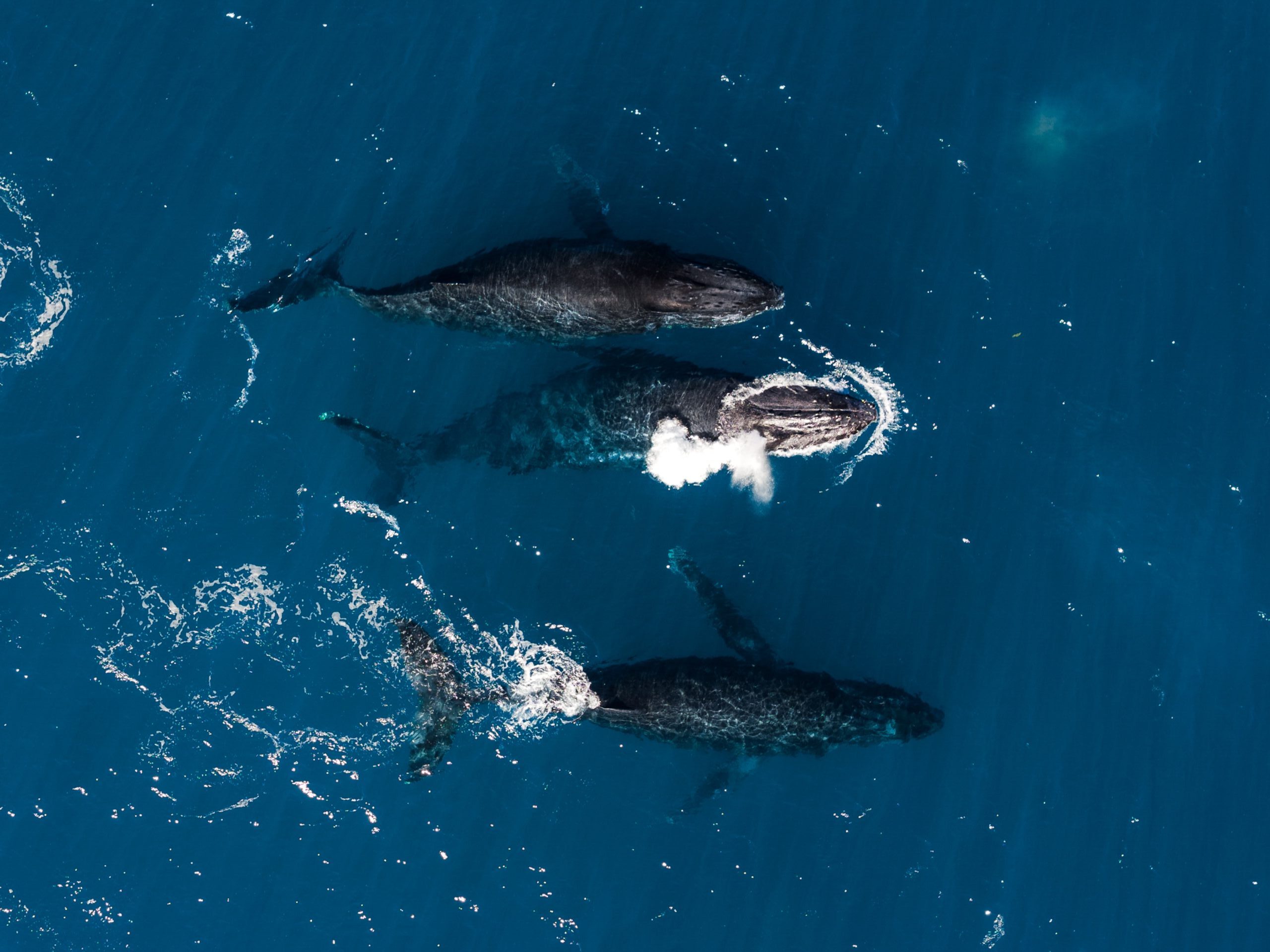 Cena de reportagem: abrolhos: A South Atlantic marine treasure in need of protection, no trecho “Por que a época de mergulho não é a mesma”