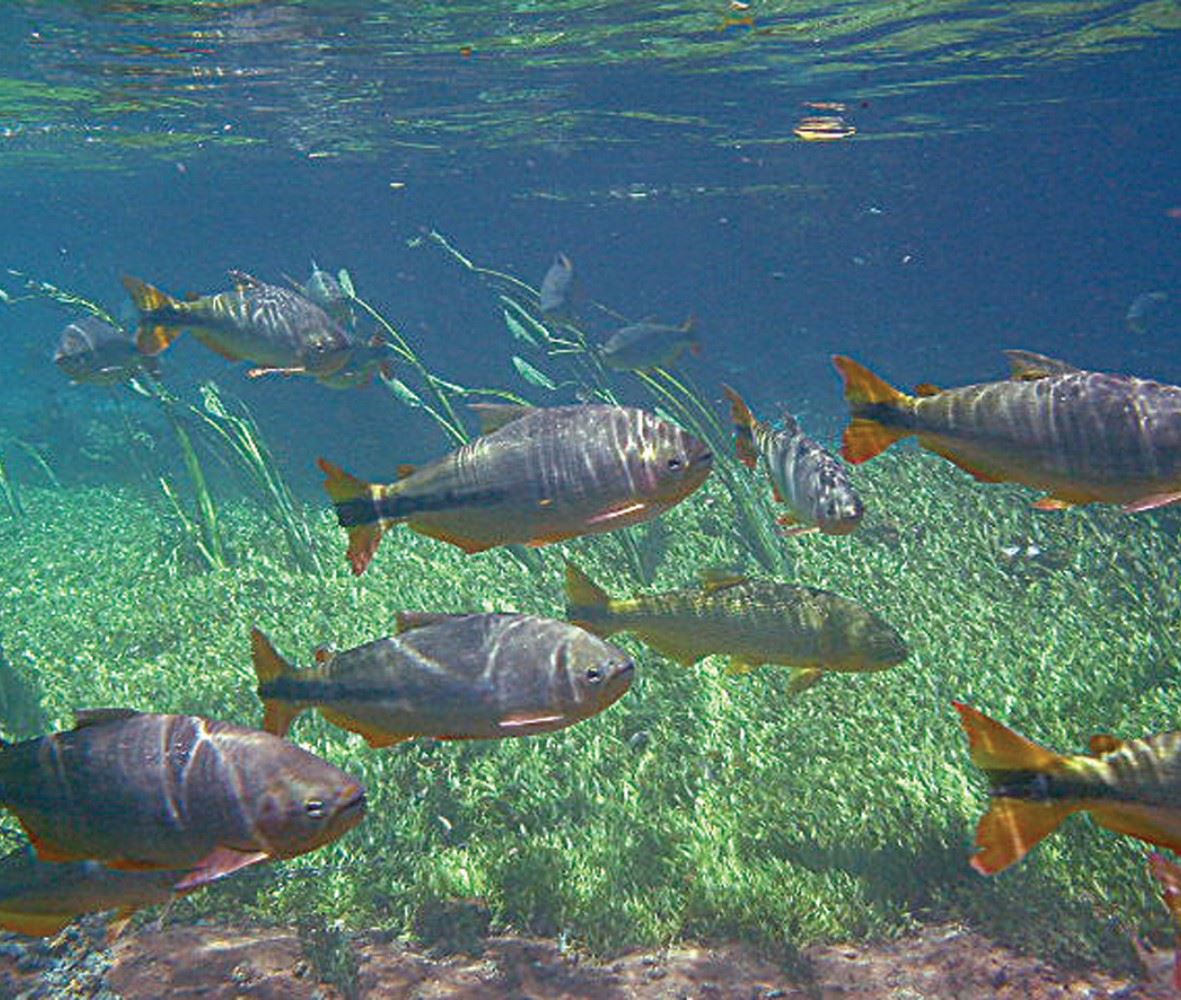 Cena de reportagem: bonito Holidays 2026 Bonito, Brazil Sunvil.co.uk, no trecho “Onde ficar e o que fazer em Bonito”